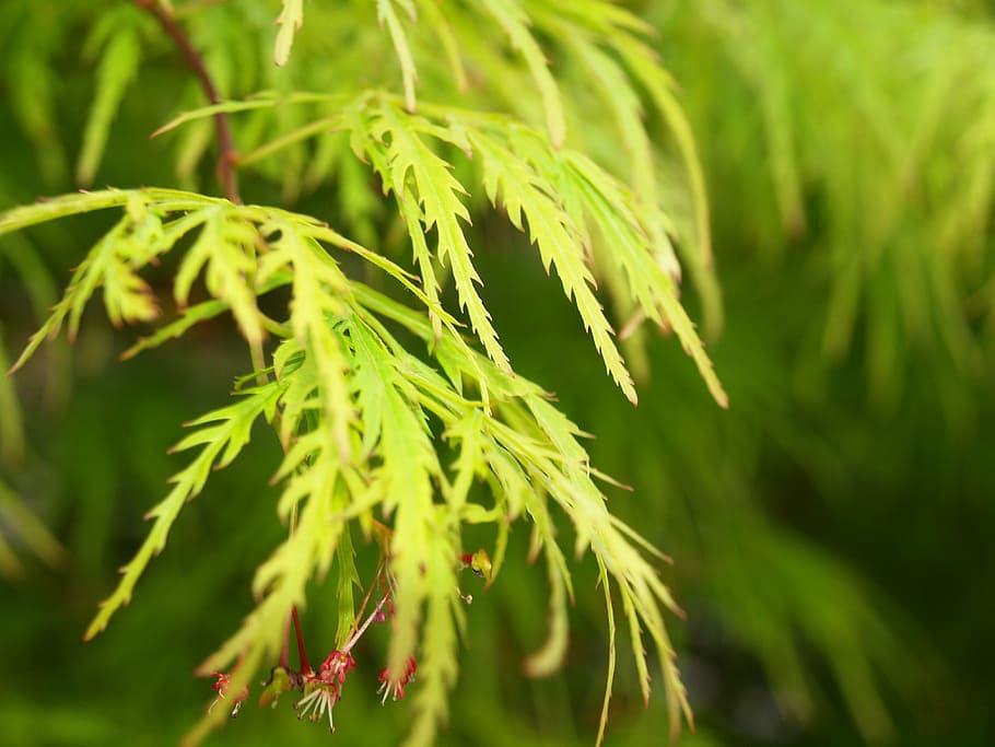 leaf, macro, spring, nature, plant, leaves, growth, green color HD wallpaper
