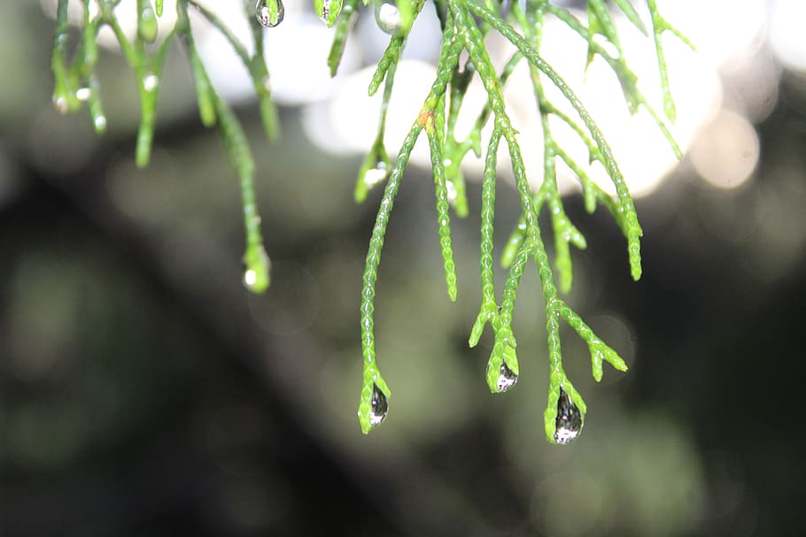 water, needle, leaf, pine, raindrop, drip, droplets, coniferous HD wallpaper