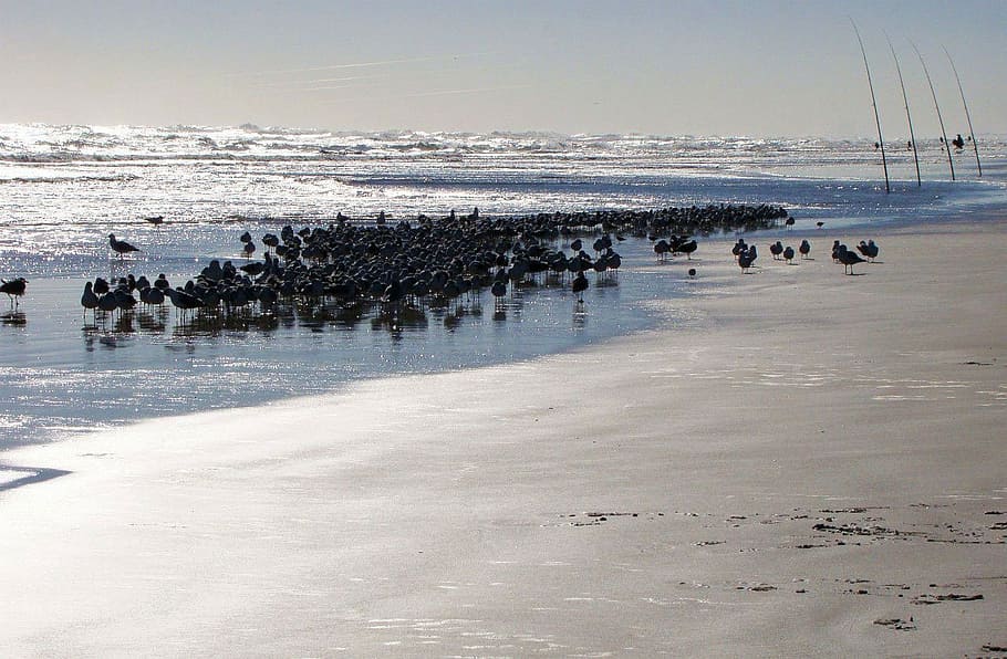 ocean, wave, bird, seagull, fishing, tide, shore, water, beach HD wallpaper