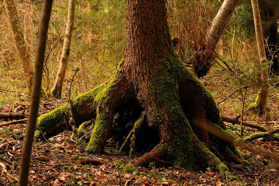Tree, Root, Spring, Forest, Nature, tree root, old, moss, log HD wallpaper