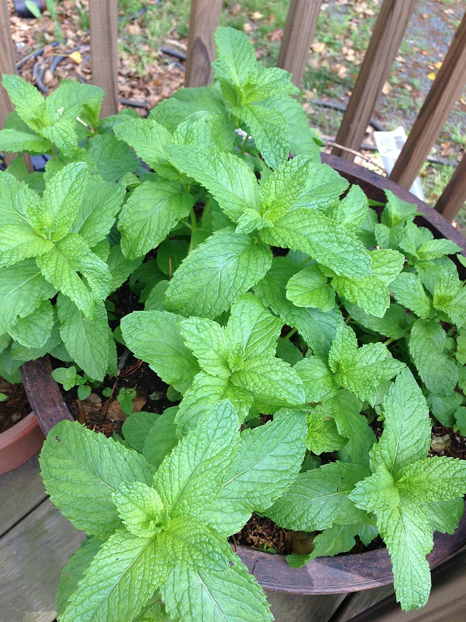 mint, plants, leaf, green, herb, herbal, natural, nature, garden HD wallpaper