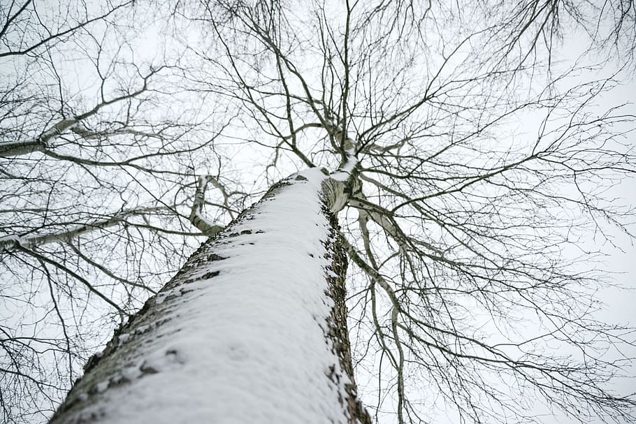 Low Angle Photo of Snow Covered Dried Tree, birch, cold, environment HD wallpaper