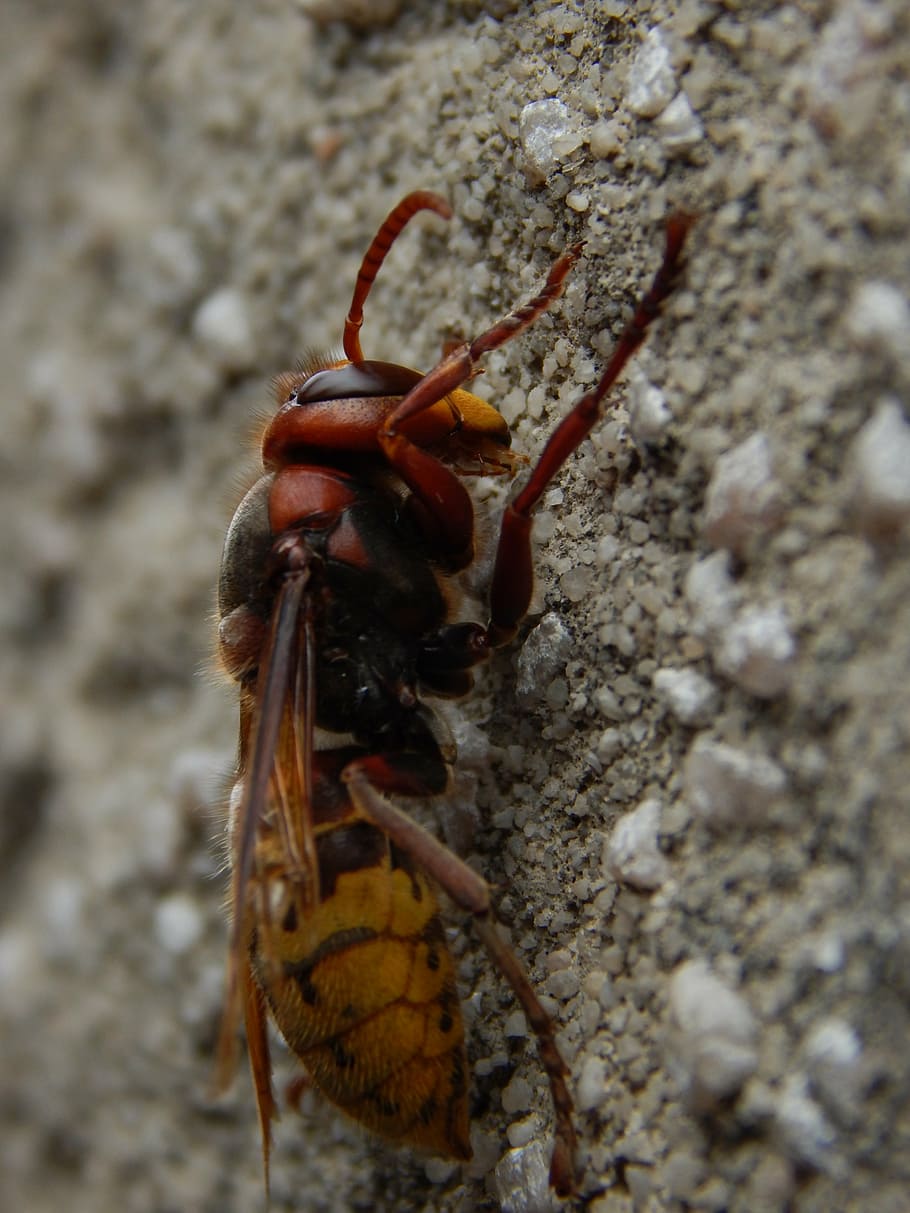 hornet, insect, close, macro, animal, animal themes, animals in the wild HD wallpaper
