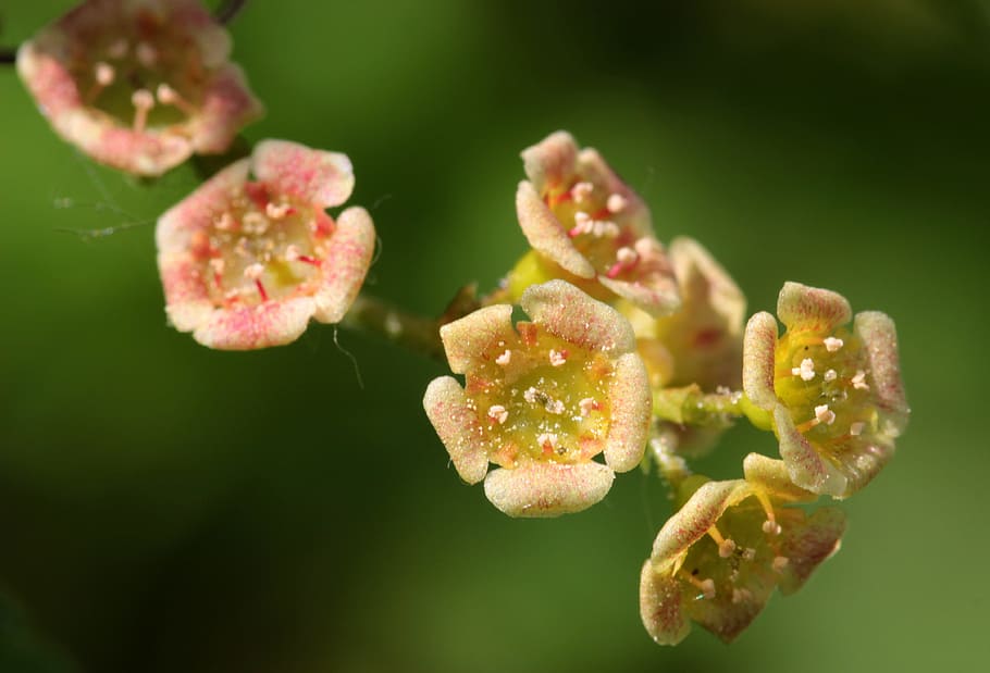 Flowering Currant, Small, Currants, ribes, blossom, bloom, branch HD wallpaper