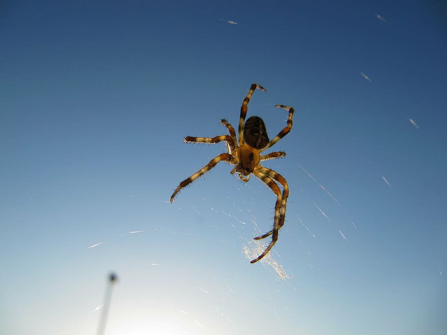 spider, insect, arachnid, cobweb, nature, a small insect, animal themes HD wallpaper