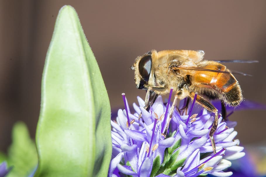 Insect, Bee, Wasp, Animal, Honey, honeybee, bug, wild, fly HD wallpaper