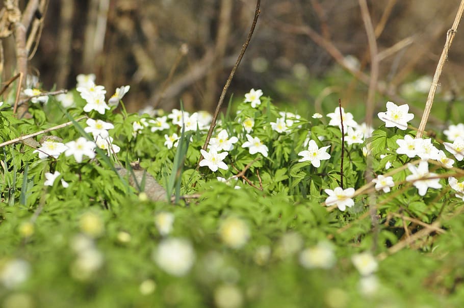 anemones, forest, spring, nature, flower, plant, flowering plant HD wallpaper