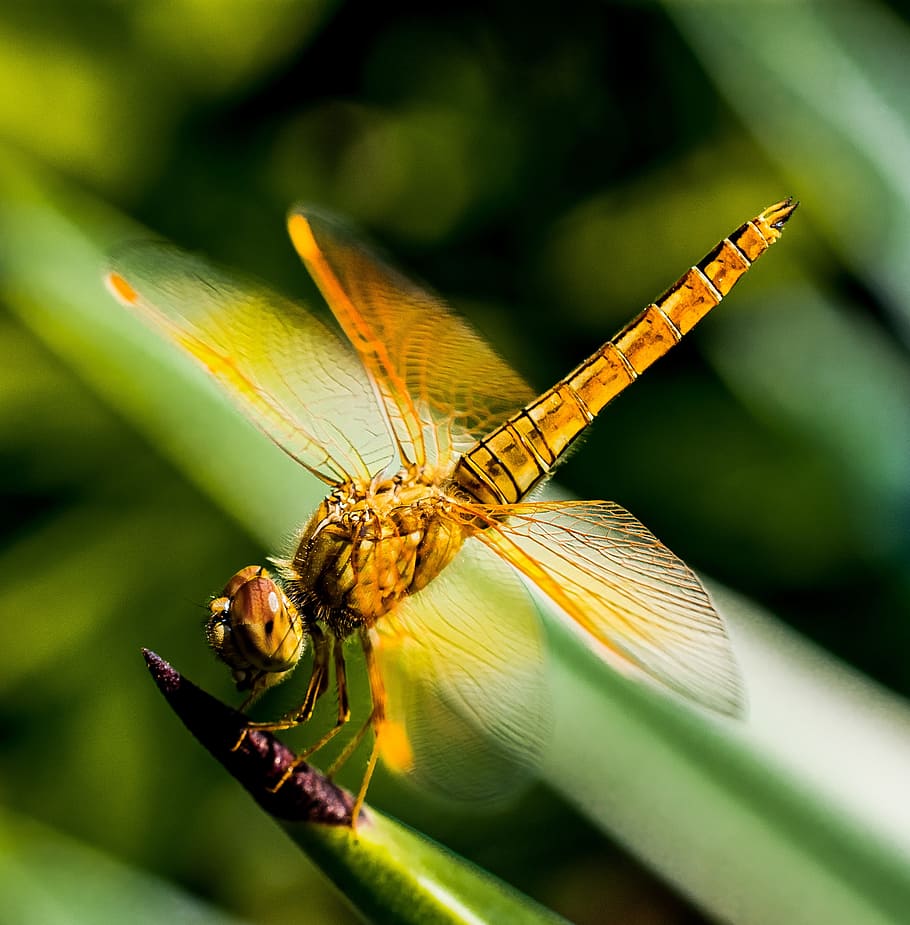 brown dragonfly, insect, close, invertebrate, animal wildlife HD wallpaper