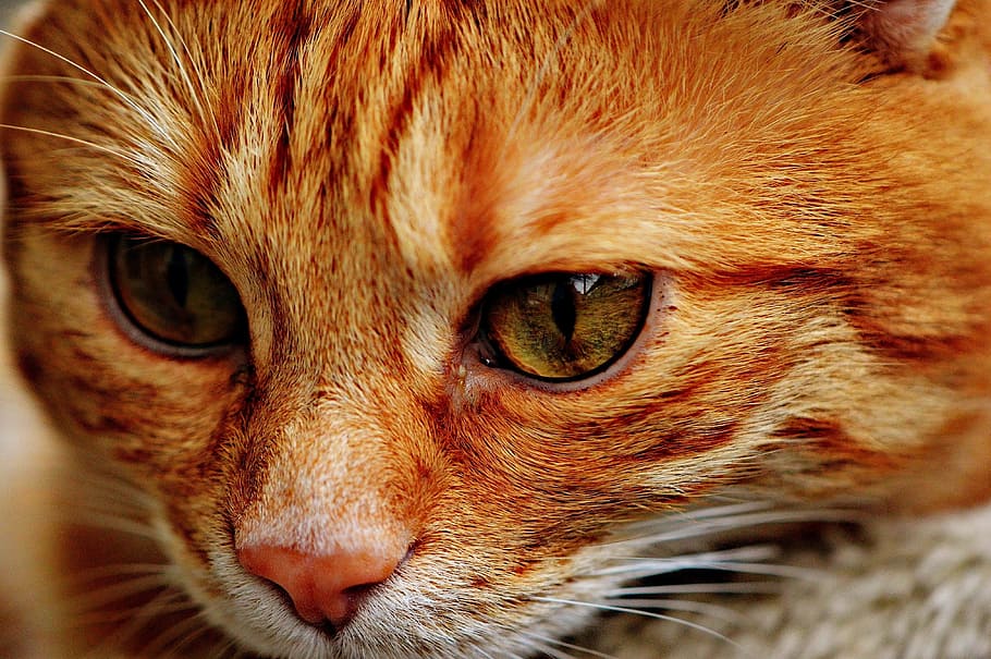 cat, red, cute, mackerel, tiger, sweet, cuddly, animal, domestic cat HD wallpaper