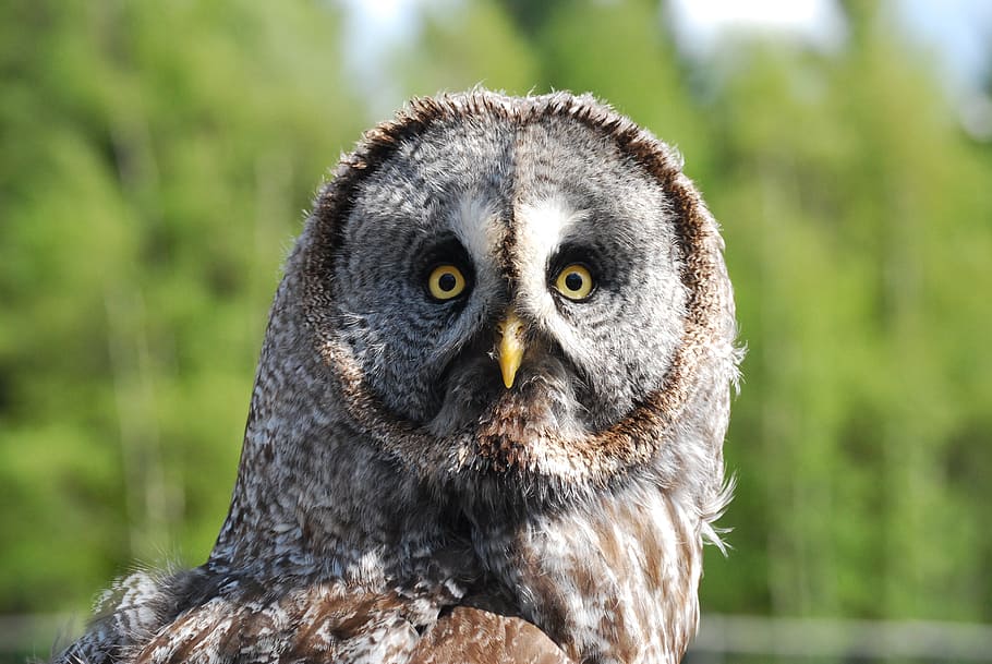 closeup selective focus photo of brown and gray owl, surprised HD wallpaper