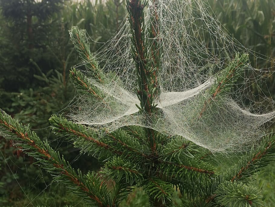 spider web, christmas tree, plant, growth, close-up, plant part HD wallpaper