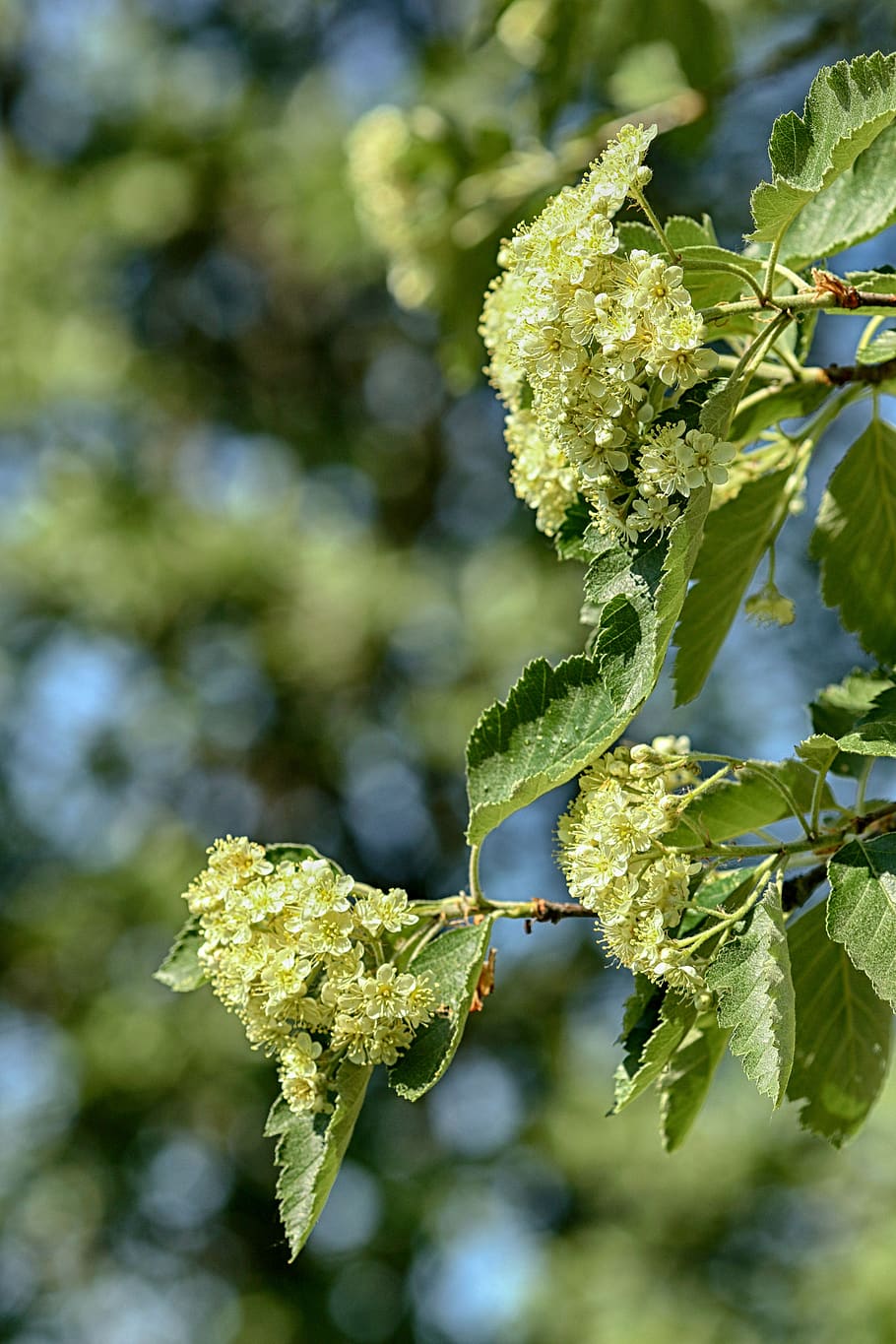 tree, nature, wood, leaf, flower, spring, plant, growth, plant part HD wallpaper