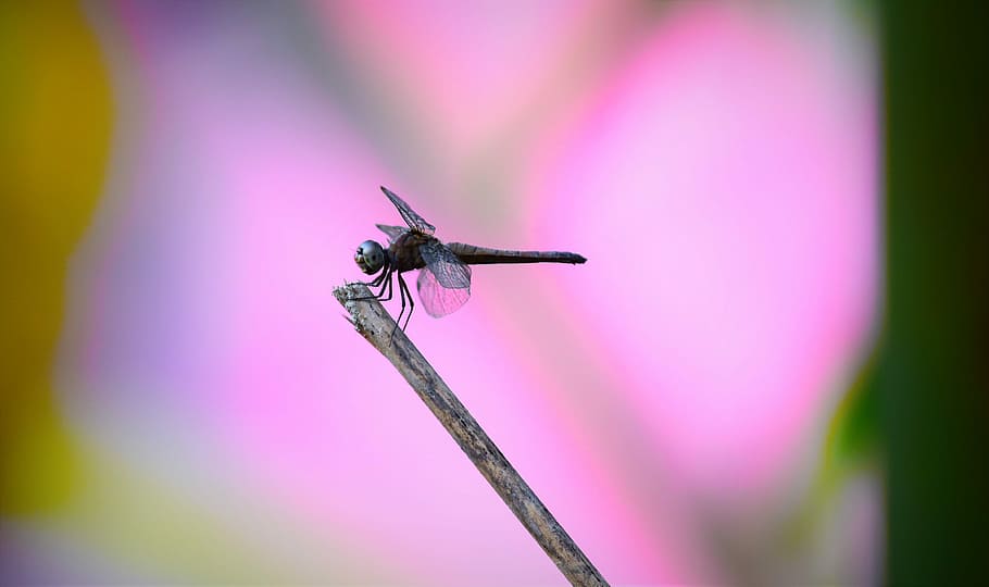 insect, fly, nature, dragonfly, animal, invertebrate, animal themes HD wallpaper