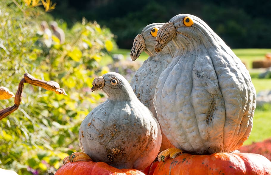 gray and brown wooden bird decor  on top of orange squash, figures HD wallpaper