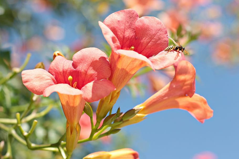 wasp, flower, nature, bug, flowers, flowering plant, beauty in nature HD wallpaper