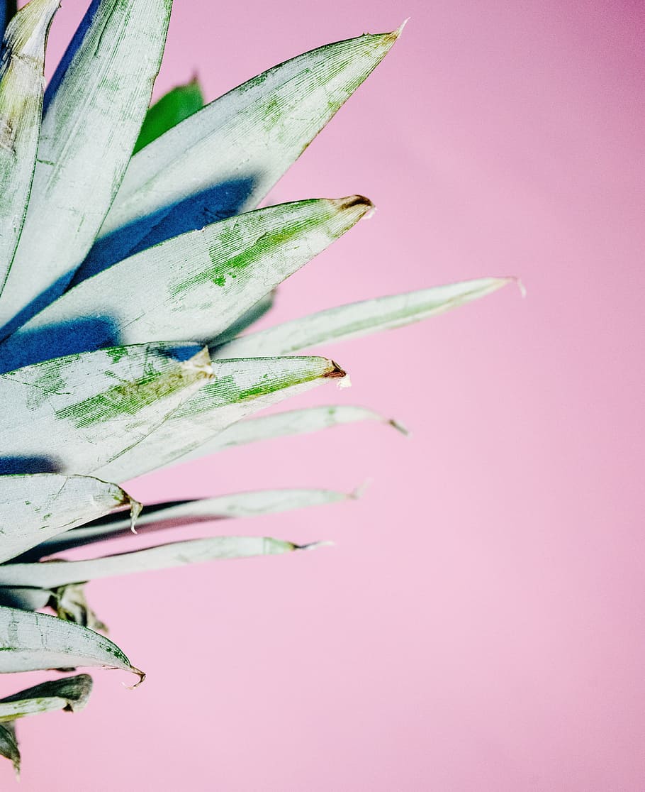 closeup photo of pineapple crown on pink surface, dessert, appetizer HD wallpaper