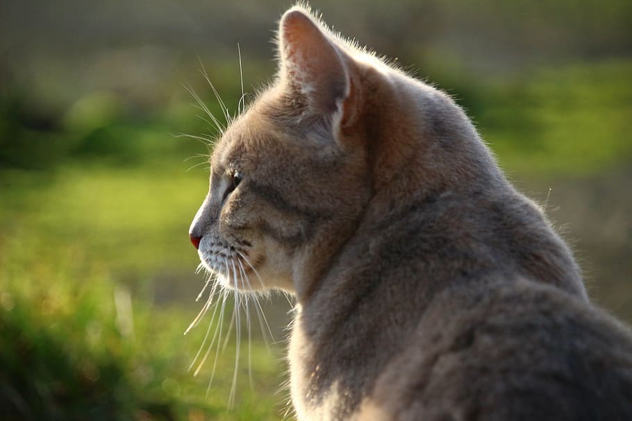 cat, mackerel, breed cat, grass, mieze, kitten, cat face, animal HD wallpaper