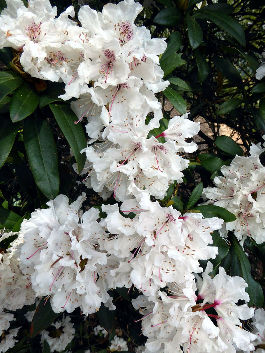 rhododendron blooming, white, spring, white splendour, spring flower HD wallpaper