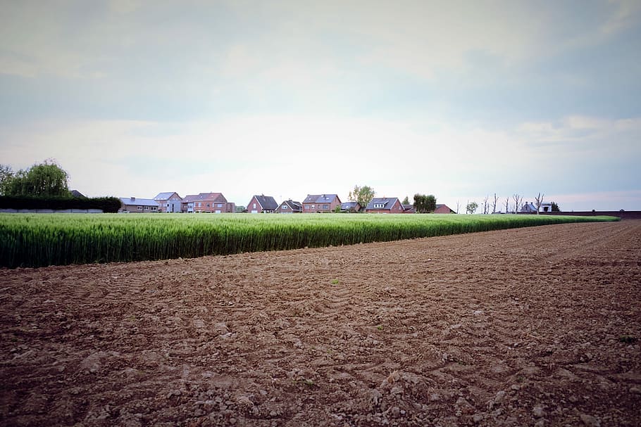Agriculture, Wheat, Spring, Field, Rural, cereal, farming, wheat field HD wallpaper
