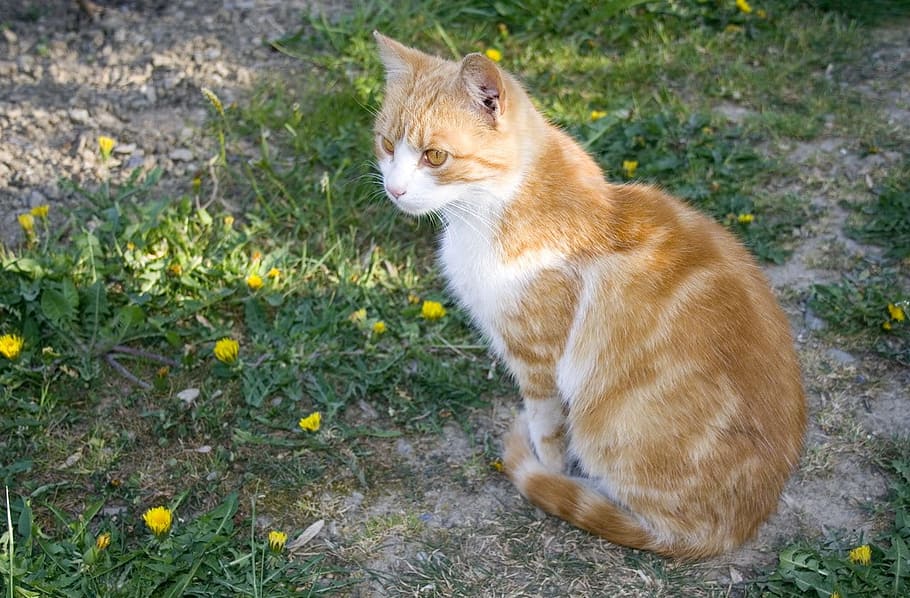 orange tabby cat sitting on grass photo, path, lawn, dandelions HD wallpaper