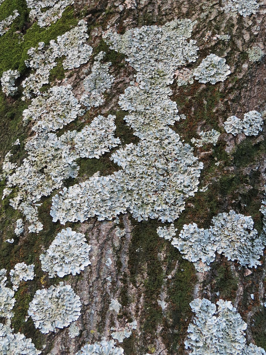 tree, moss, nature, wood, natural, trunk, bark, southern, lichen HD wallpaper