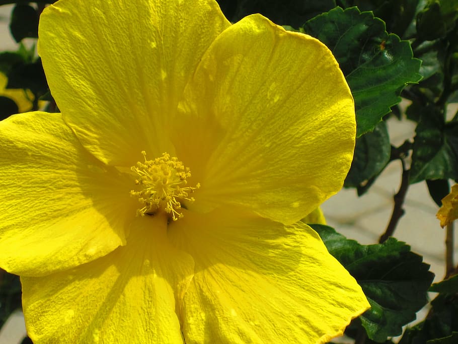 buttercup, spring, flower, yellow, staten island, vibrant, petals HD wallpaper