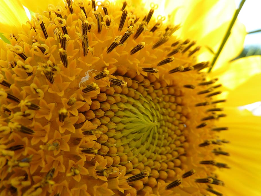 sunflower, white spider, ambush, flowering plant, yellow, flower head HD wallpaper