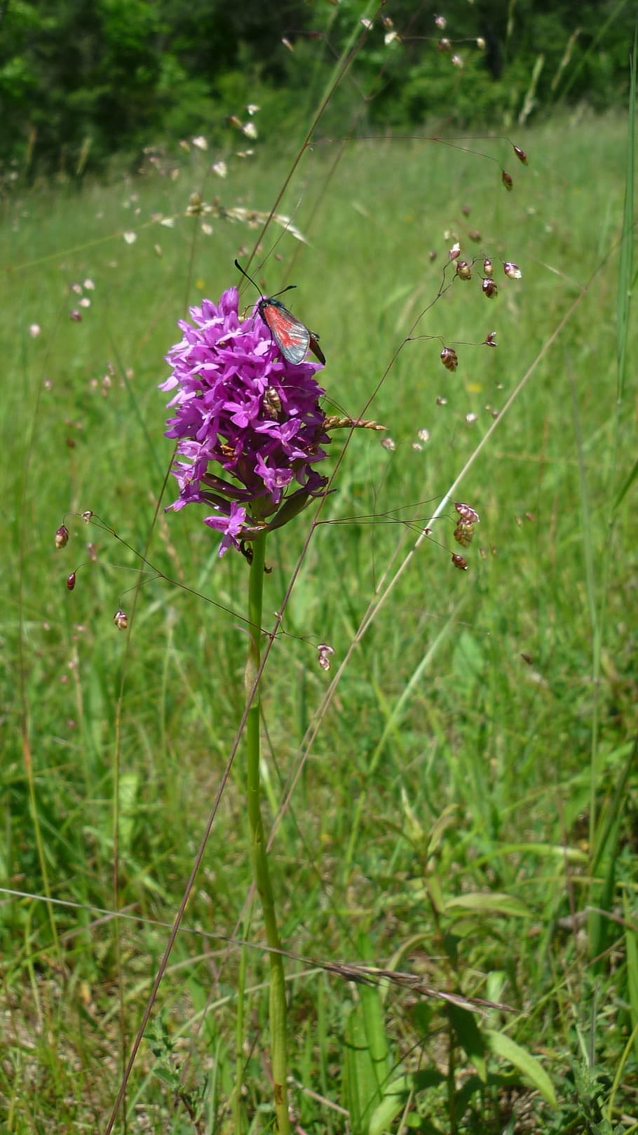 pyramid orchis, with blood droplets, small butterfly, german orchid