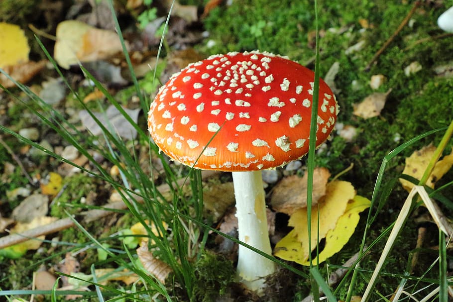 fly agaric, mushroom, toxic, forest, fungus, vegetable, fly agaric mushroom HD wallpaper