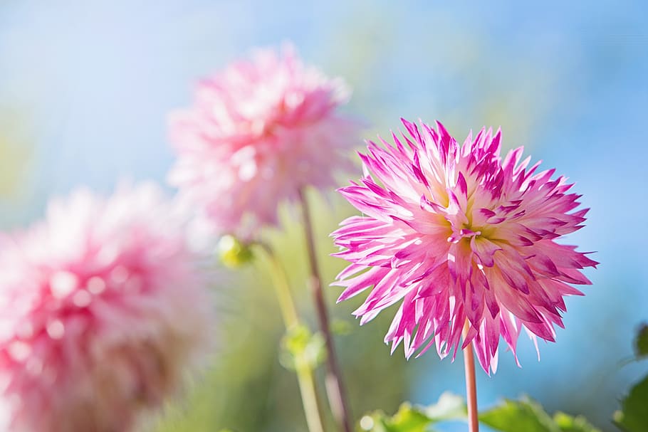 selective focus photo of pink petaled flowers, blue, pink flowers, HD wallpaper