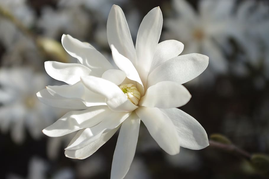 white, flower, daisy, fresh, bright, white color, flower head HD wallpaper