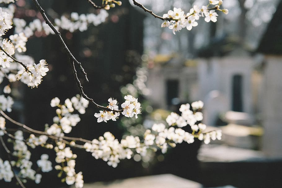 macro shot photography white flowers, closeup photo of white leafed tree HD wallpaper