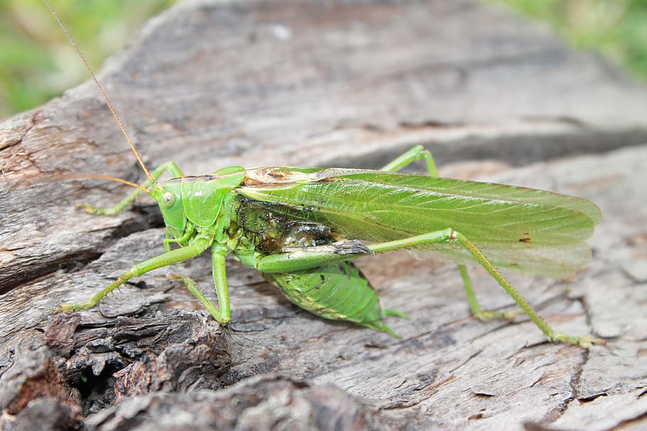 grasshopper, wood, insect, animal themes, animal wildlife, one animal HD wallpaper