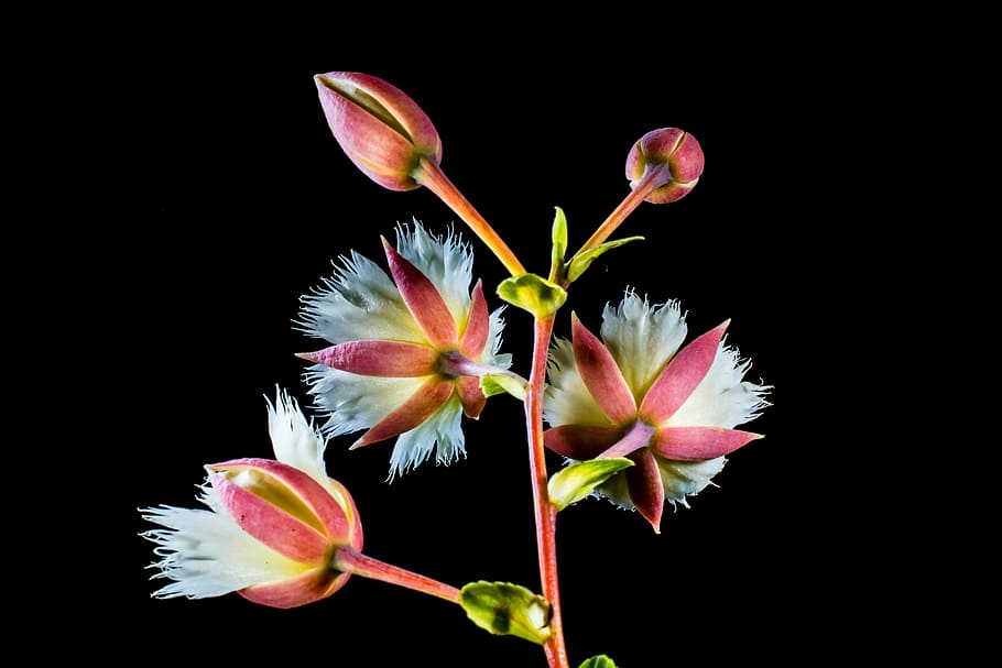 blossom, bloom, white, flowering twig, flowering plant, freshness HD wallpaper