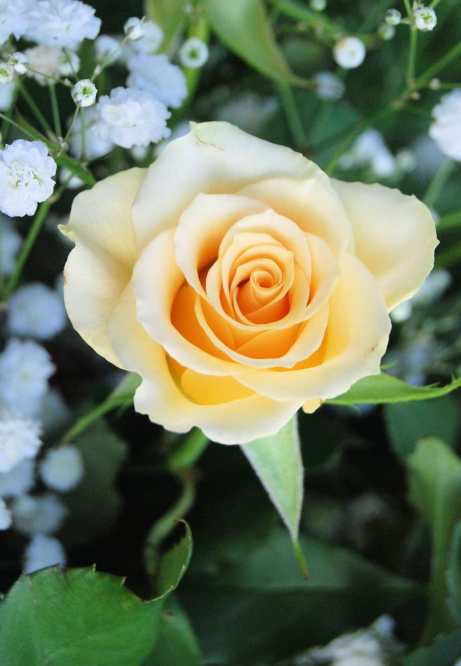 rose, bloom, yellow, romantic, garden, flower, floral, petals HD wallpaper