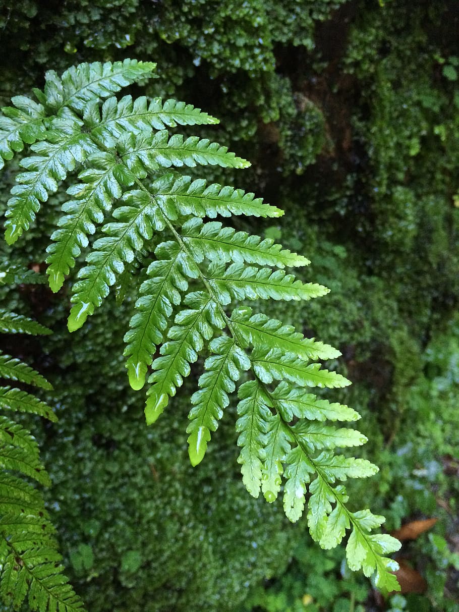 nature, green, leaf, fern, leaves, green leaf, plant, green color HD wallpaper