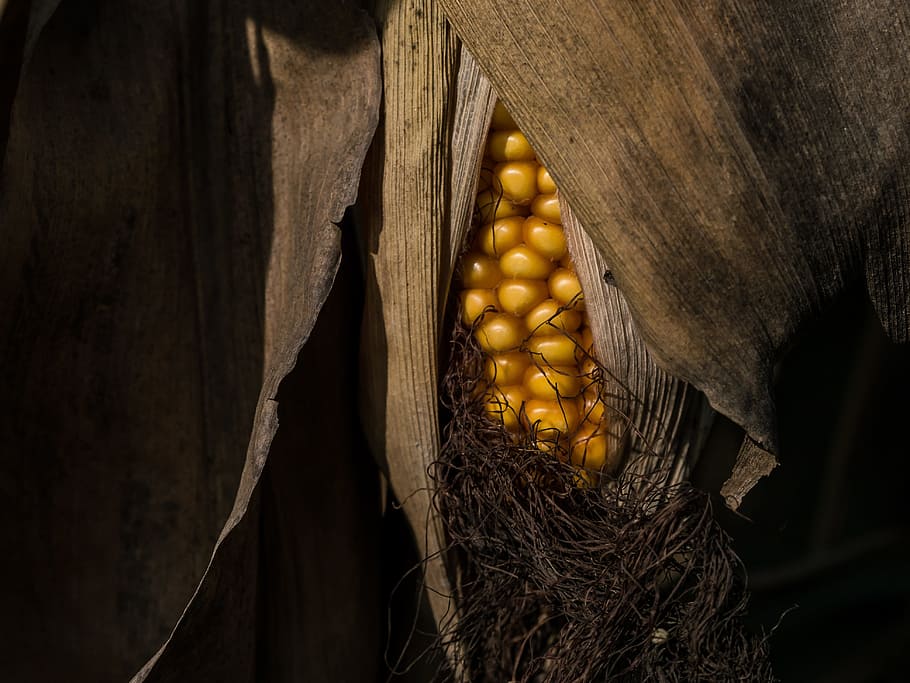 corn, autumn, dry, food and drink, yellow, close-up, healthy eating HD wallpaper