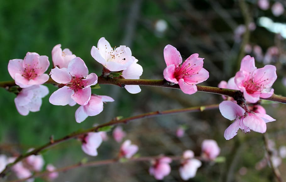 pink cherry blossom flowers selective-focus photography, peach HD wallpaper