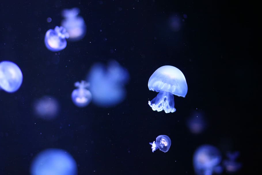 Jellyfish  LIVE Wallpaper  Wallpapers Central