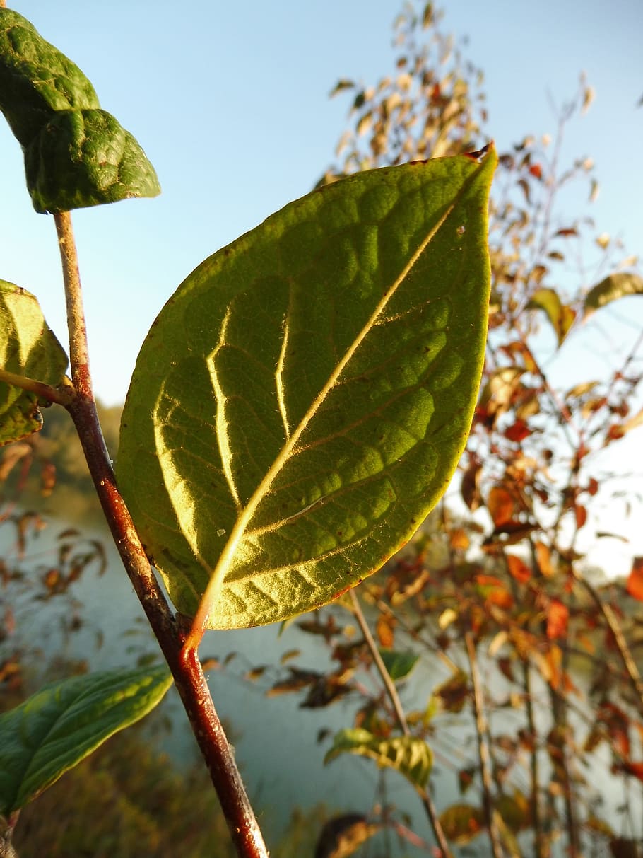 pointed-leaved cotoneaster, leaf, leaves, plant part, growth HD wallpaper