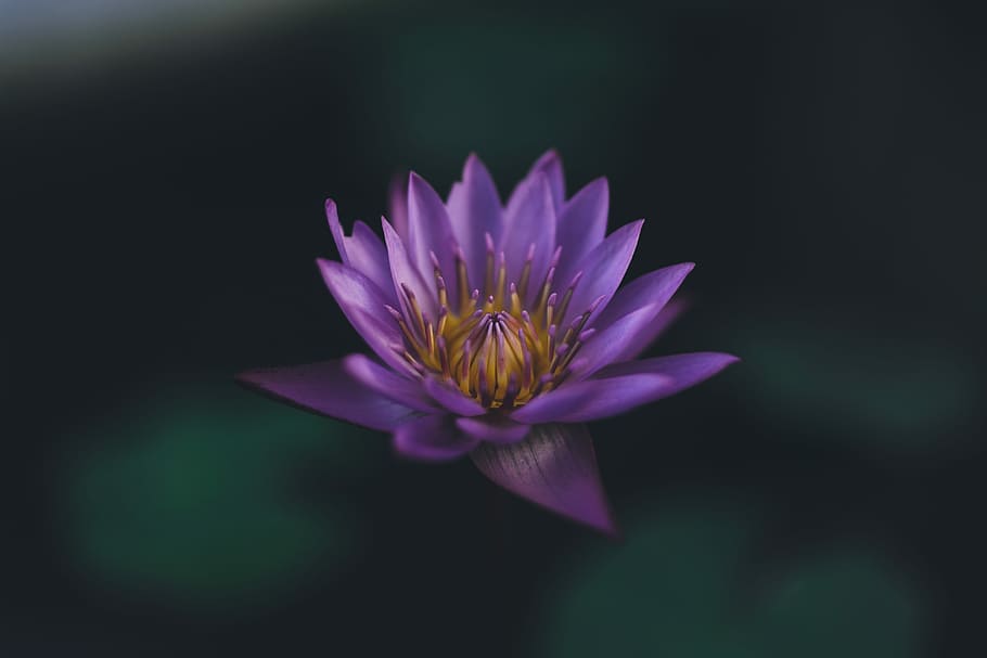 selective focus photography of purple petaled flower, purple lotus flower floating on water