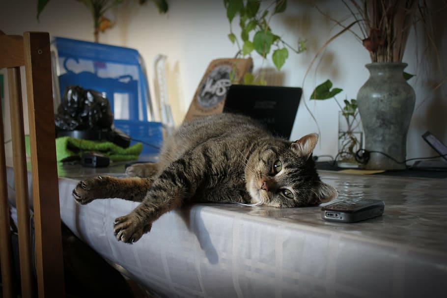 Tabby cat lying on table, pet, animal, rest, feline, animals HD wallpaper