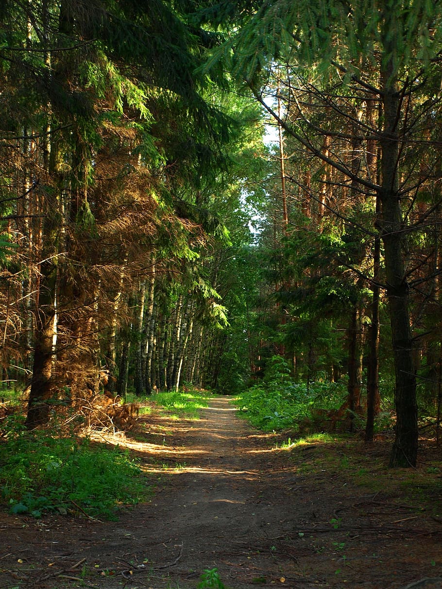 Forest, Trees, Nature, Landscape, green, plants, woodland, scenics HD wallpaper