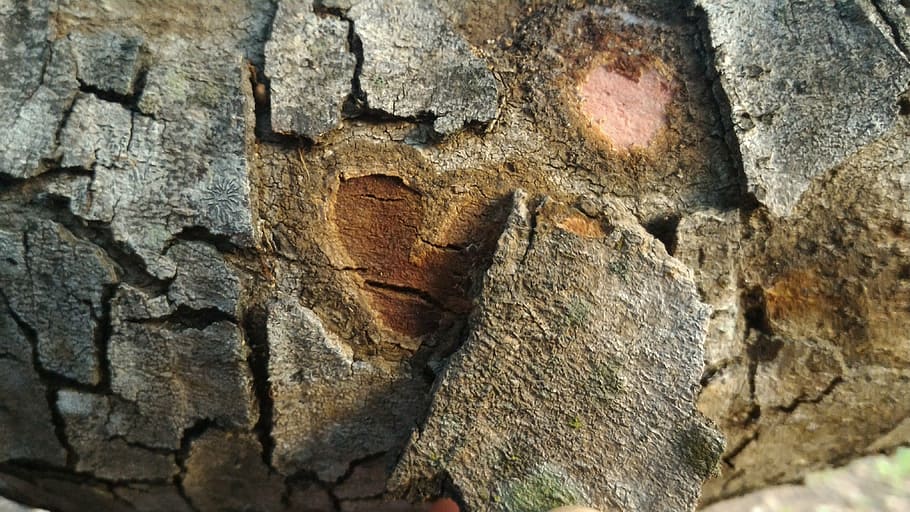 trunk, nature, flying, shell, tree, brazil, heart, landscape HD wallpaper