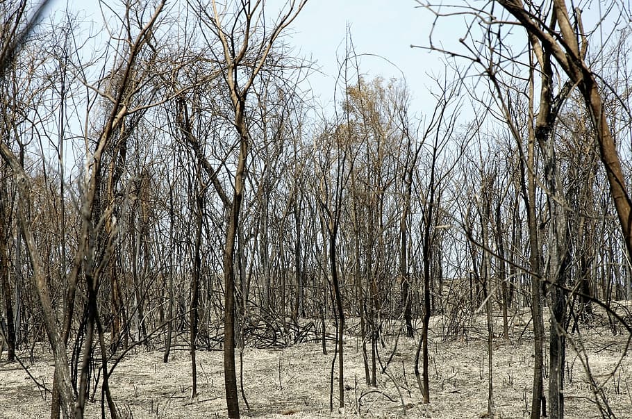 Fire, Burn, Firewood, burned, destruction, bare tree, nature HD wallpaper