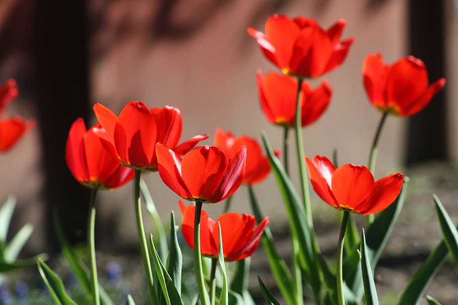 tulips, flower, spring, nature, red, garden flower, springtime HD wallpaper