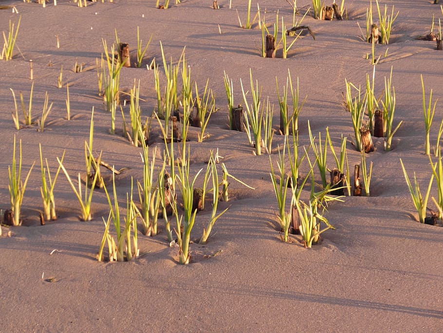 nature conservation, elbe, beach, reed, watts, wadden sea, north sea HD wallpaper