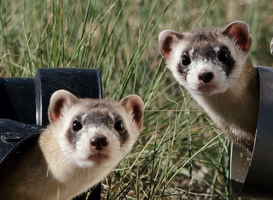 Download Ferret wallpapers for mobile phone free Ferret HD pictures