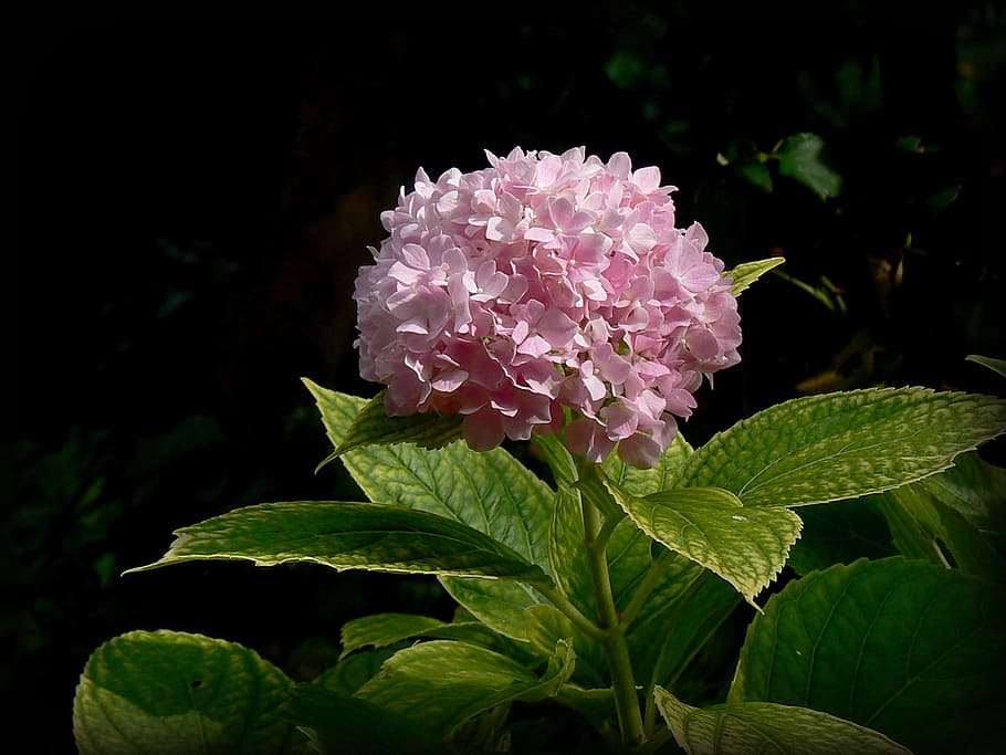 close-up photo of pink hydrangeas, Hortensia, Flower, garden, HD wallpaper