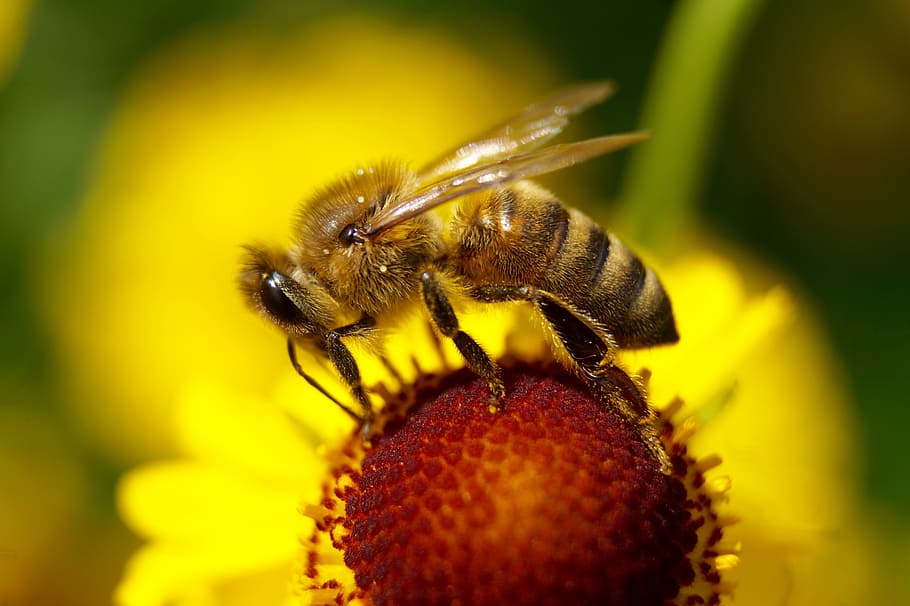 bee, flower, insect, blossom, bloom, macro, nature, plant, close HD wallpaper